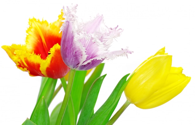 Foto tulpen op wit