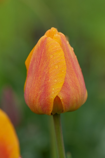 Tulpen oranje plant in tuin Oranje tulpen Cairo bloeiend