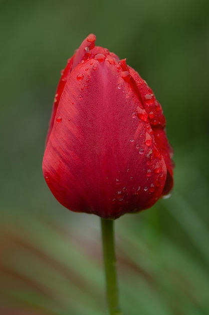 Tulpen rood groeiend in een bloembed Lentebloemen rode tulpen