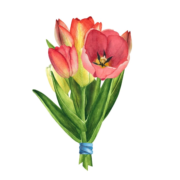 Tulpen rood op witte achtergrond Aquarel hand tekenen illustratie Kunst voor vrouwendag maart