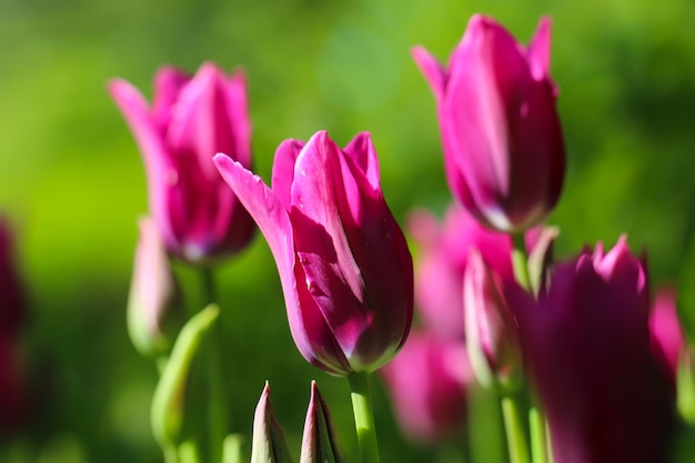 tulpen roze een paar roze tulpen in een zachte omhelzing een lente vervagende achtergrond met heldere tulp