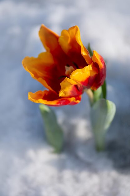 Foto tulpen tijdens de laatste winterdagen tulpen in de sneeuw