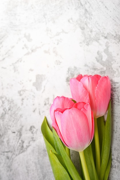 Tulpen zijn helder, fris, roze op een lichtgrijze achtergrond close-up.