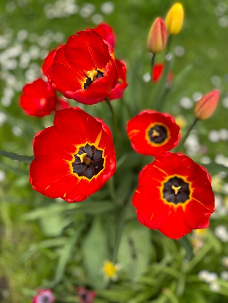 Tulpen