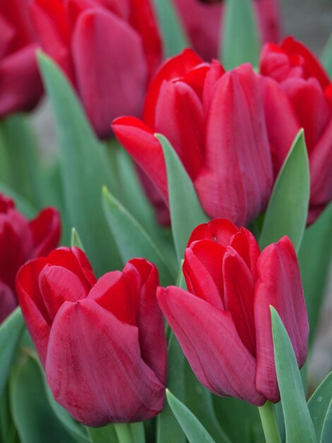 Tulpen