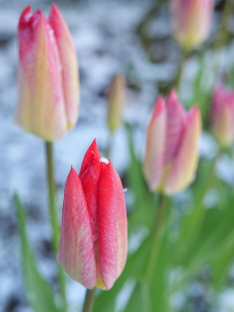 Tulpen