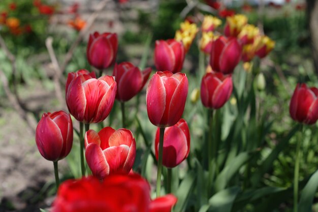 tulpen