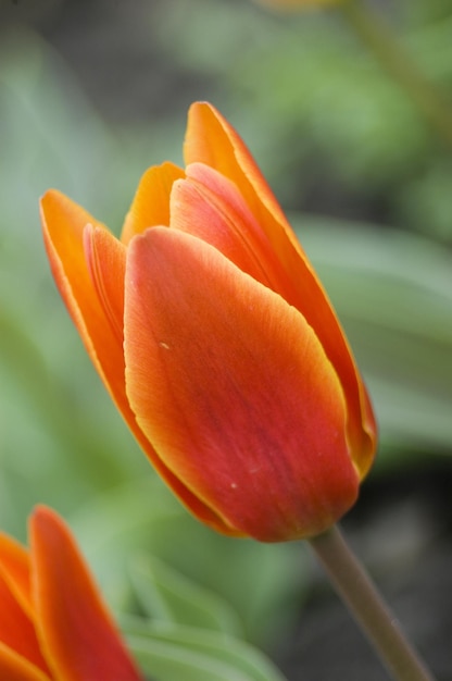 tulpen