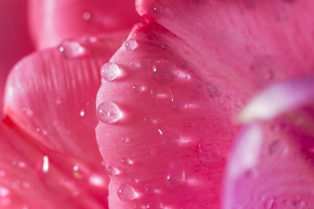 Foto tulpenblaadjes met waterdrops macrofotografie. close-up foto. wenskaart. bloemenbruiloft