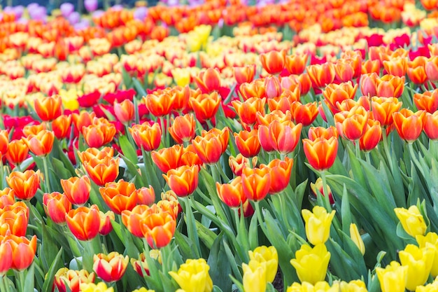 Tulpenbloem in tuin bij de winter of de lentedag.