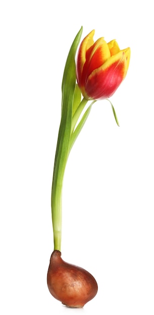 Tulpenbloem met bol op witte achtergrond