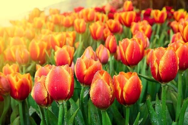 Tulpenbloem met groen blad.