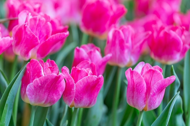 Tulpenbloem met groene bladachtergrond bij de winter of de lentedag.