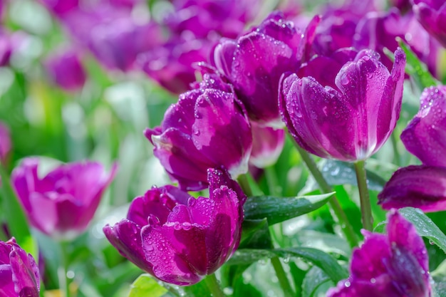 Tulpenbloem met groene bladachtergrond op tulpengebied bij de winter of de lentedag