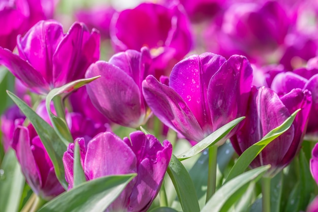 Tulpenbloem op tulpengebied bij de winter of de lentedag