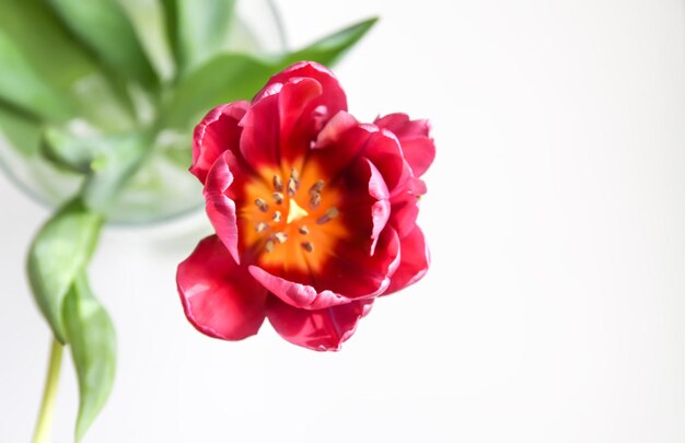 Tulpenbloem Prachtige voorjaarsplant in het bloeiseizoen