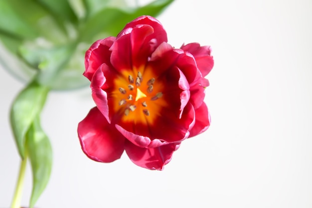 Tulpenbloem Prachtige voorjaarsplant in het bloeiseizoen