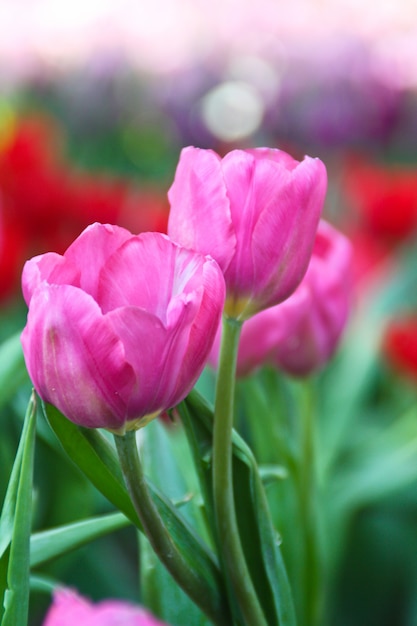 Tulpenbloem