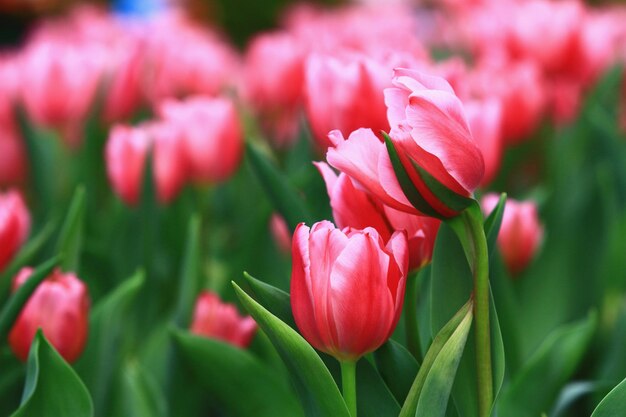 Tulpenbloemen bloeien in de tuin met groene bladeren.