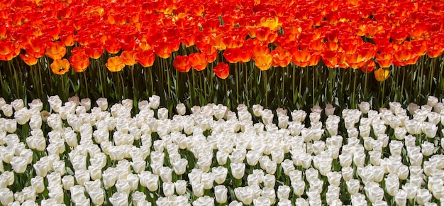 Tulpenbloemen bloeien in het voorjaar