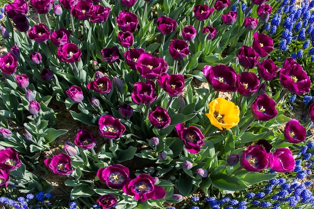 Tulpenbloemen bloeien in het voorjaar