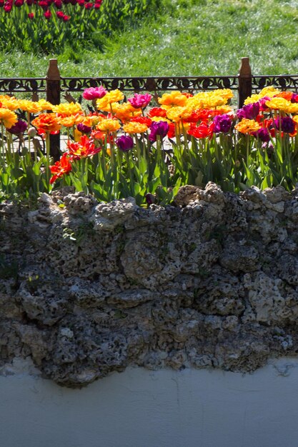 Foto tulpenbloemen bloeien in het voorjaar