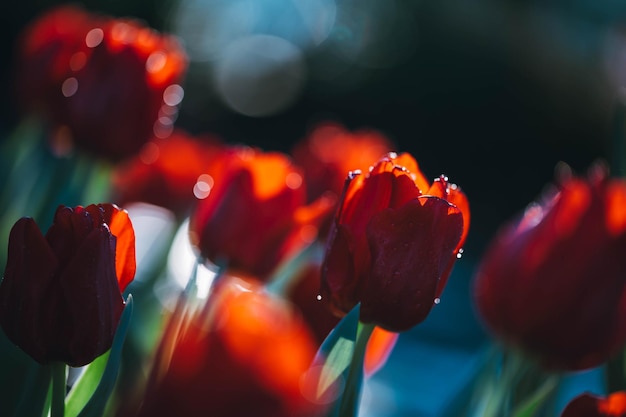 Tulpenbloemen in close-up achtergrond