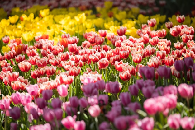 Tulpenbloemen in de tuin