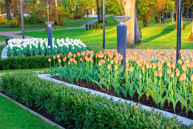 Tulpenbloemen in het centrale park in Druskininkai, Litouwen. Mensen op de achtergrond