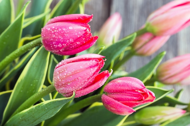 Tulpenbloemen met waterdruppels. Close-up, selectieve aandacht