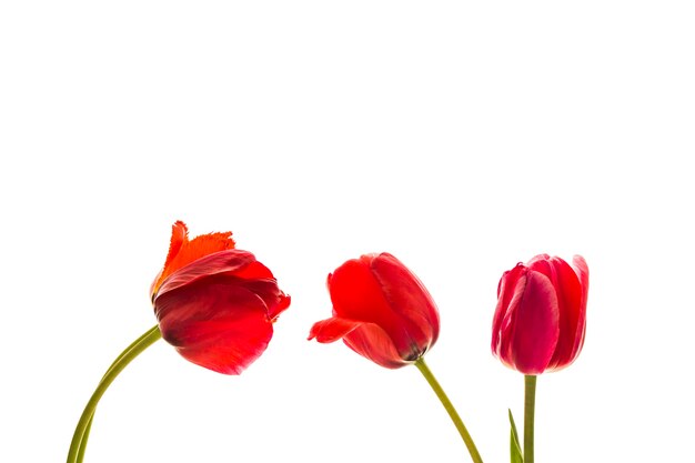 Tulpenbloemen op witte achtergrond met ruimte voor uw tekst.