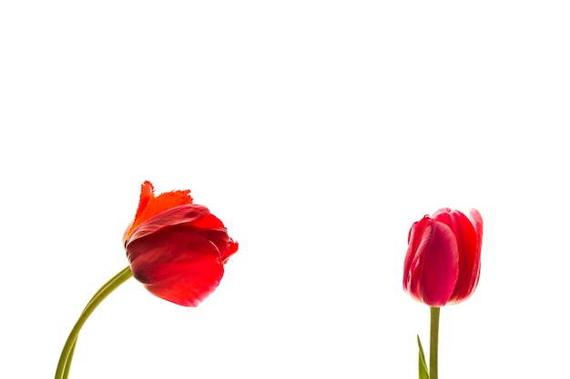 Tulpenbloemen op witte achtergrond met ruimte voor uw tekst.