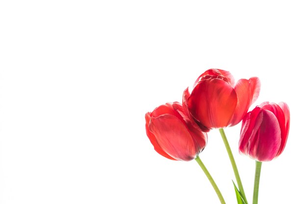 Tulpenbloemen op witte achtergrond met ruimte voor uw tekst.