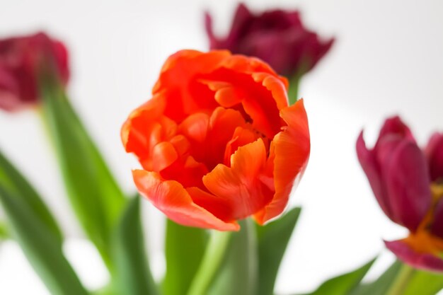 Tulpenbloemen Prachtige voorjaarsplanten in het bloeiseizoen