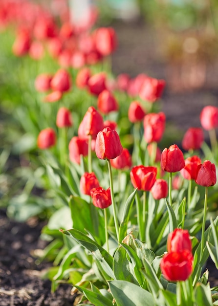 Tulpenbloemen van dichtbij