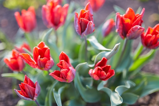 Tulpenbloemen van dichtbij