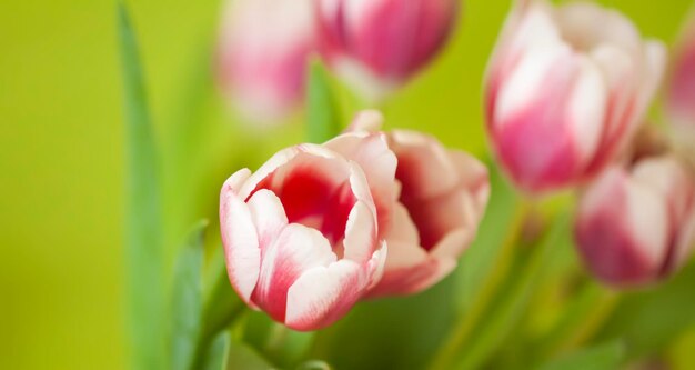 Tulpenboeket op de groene achtergrond Vakantie bloemendecor