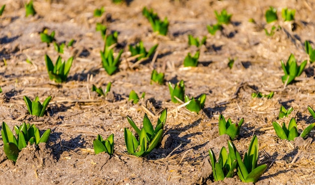 Tulpenbollen ontkiemen in Nederland in de lente