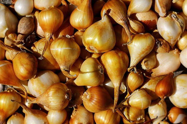 Tulpenbollen voor het planten van uien in de herfst concept van tuinieren en het kweken van sierplanten