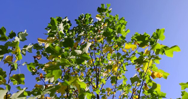 Tulpenboom in het herfstseizoen met bladeren die van kleur veranderen