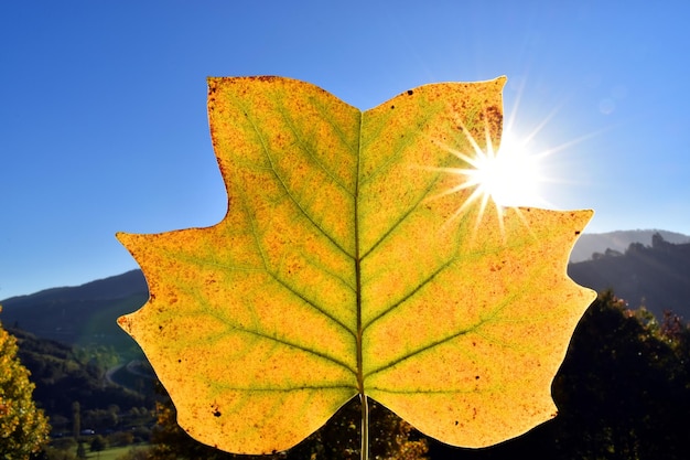 Tulpenboomblad (Liriodendron tulipifera) verlicht met zonnevlam