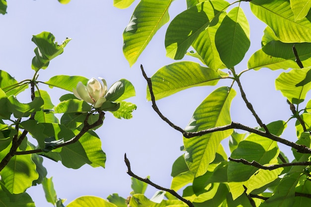 Tulpenboombloem, gebladerte en takken tegen de blauwe hemel.