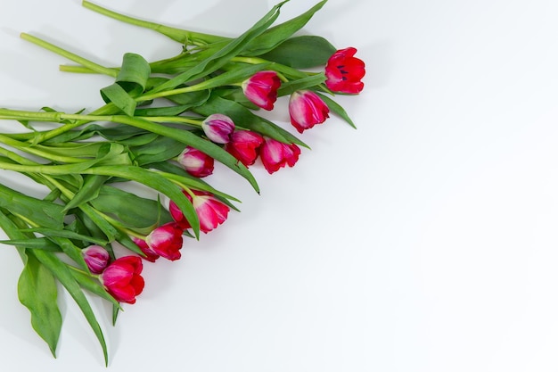 Tulpenbos op witte achtergrond wordt geïsoleerd die