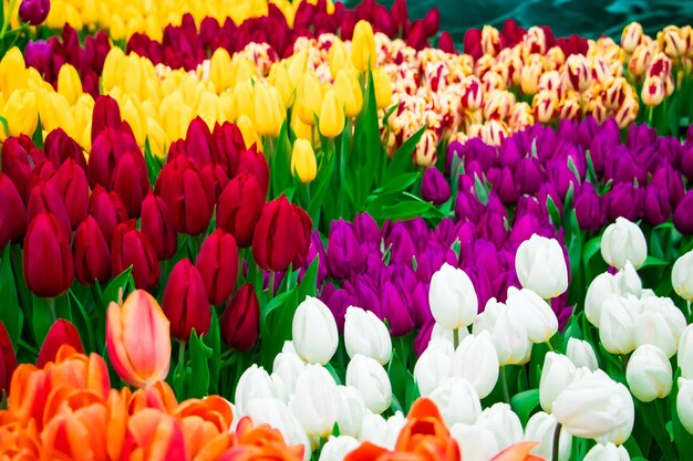 Foto tulpenfestival felle kleurrijke bloemen close-up lente en feest symbool