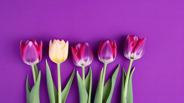 Tulpengrens met kopieerruimte op een gekleurde achtergrond Mooie framesamenstelling van lentebloemen Generatieve AI