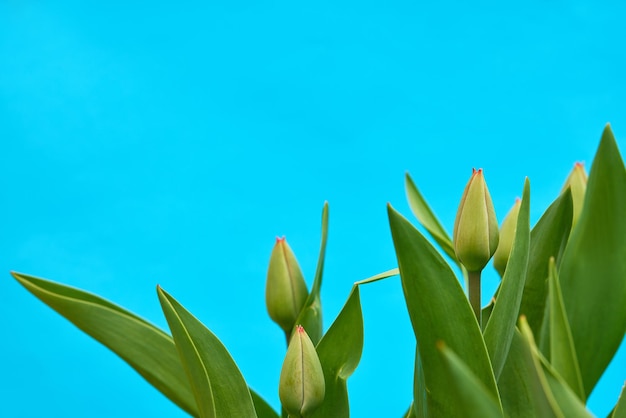 Tulpenknoppen op een blauwe achtergrond lente banner voor reclame