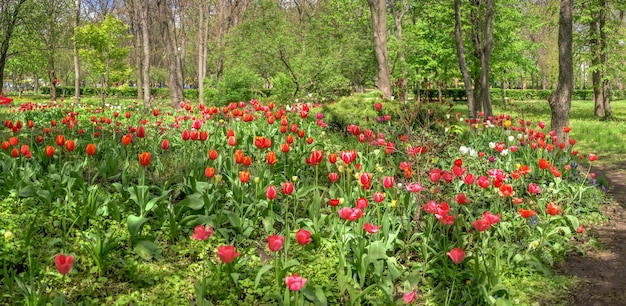 Tulpensteegjes in het Kropyvnytskyi-arboretum op een zonnige lentedag