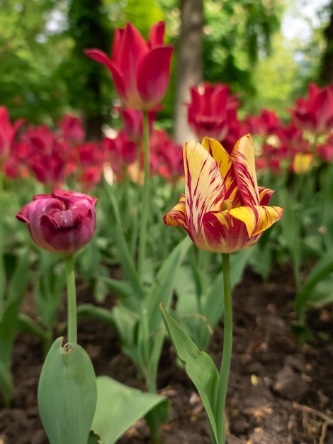 Tulpentuin bloeiend in het seizoen en gevuld vol kleurrijke bloemen