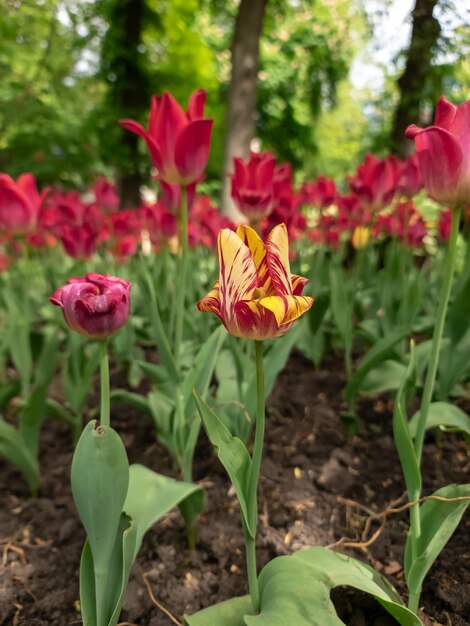 Tulpentuin bloeiend in het seizoen en gevuld vol kleurrijke bloemen