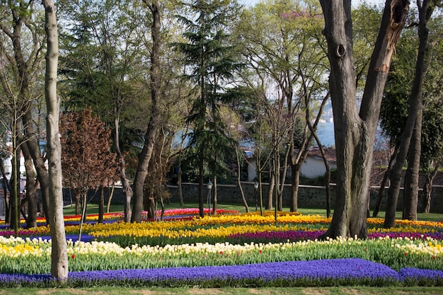 Tulpentuin in het voorjaar